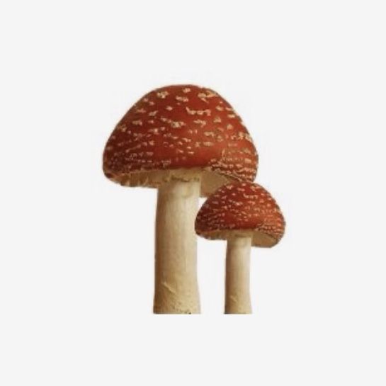 two mushrooms are shown on a white background