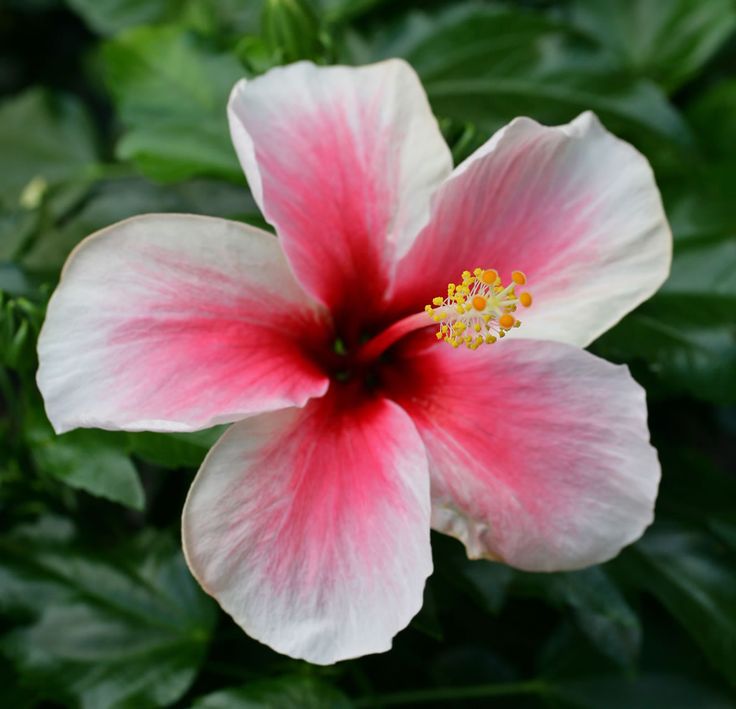 a pink and white flower with green leaves