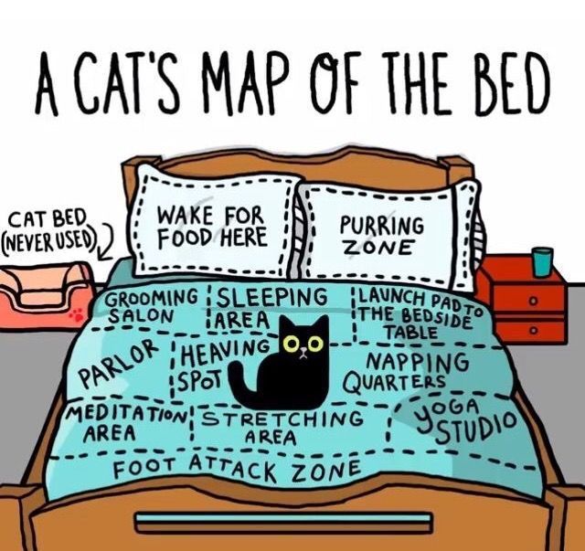 a bed with two pillows on top of it and a black cat in the middle