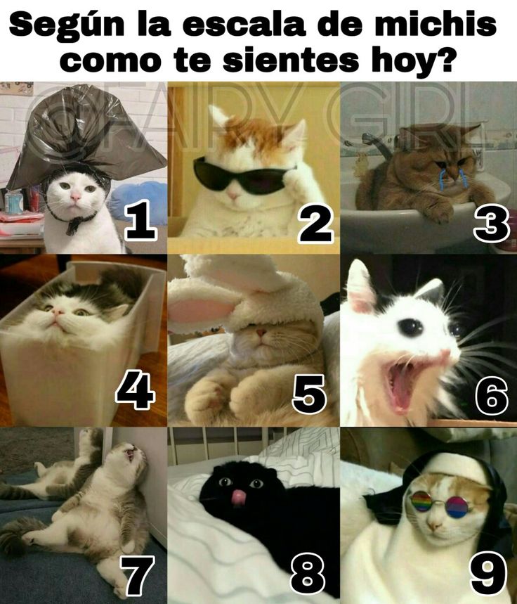 a series of pictures with cats wearing sunglasses and saying, segun la escala de micis como te sientes hoy?