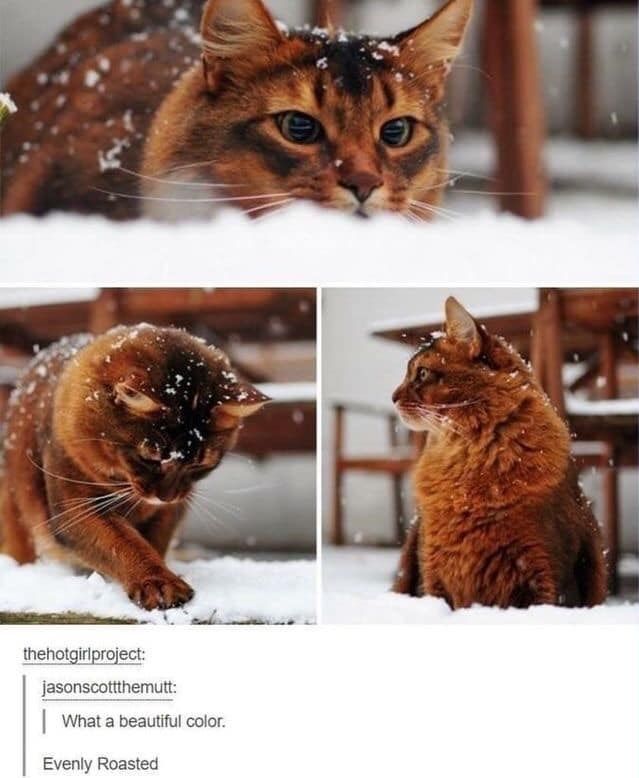 the cat is sitting in the snow and looking up at it's own face