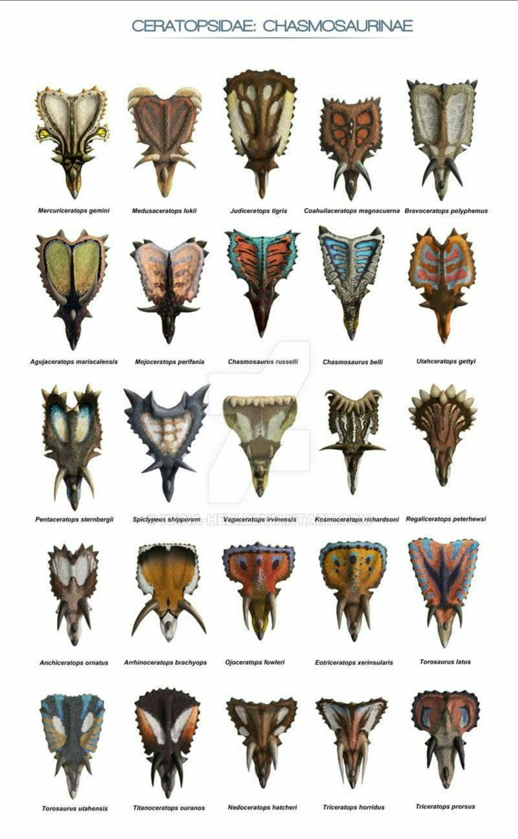 an image of different types of moths