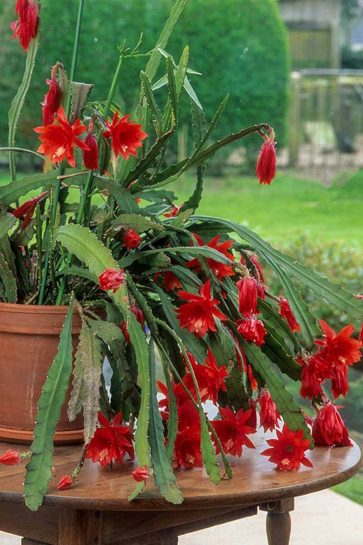 a potted plant with red flowers sitting on a table