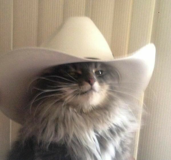 ... Cats In Hats, Animal Funnies, Cat Humor, Animal Humor, Here Kitty Kitty, Animal Pics, Silly Cats, I Love Cats, Kitty Kitty