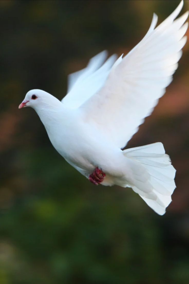 a white bird is flying in the air