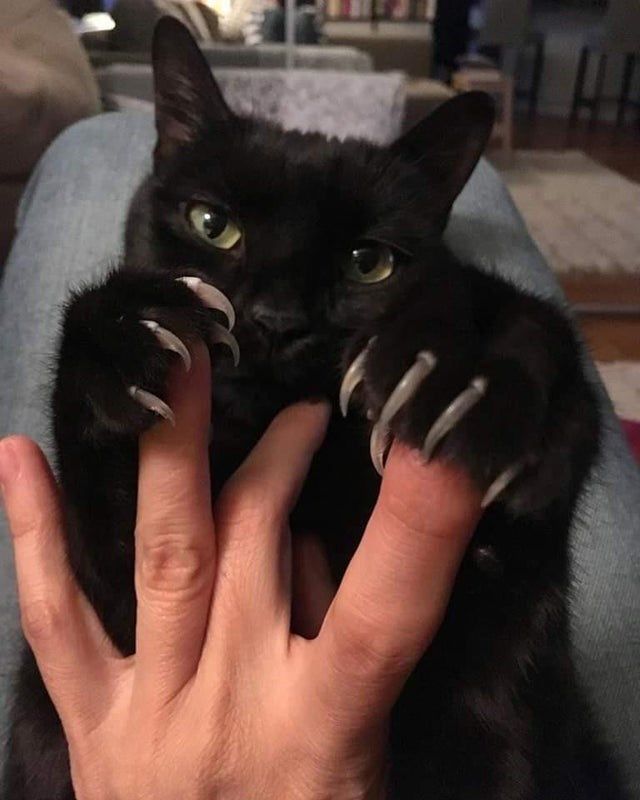 a black cat with claws on it's face being held up by someones hand