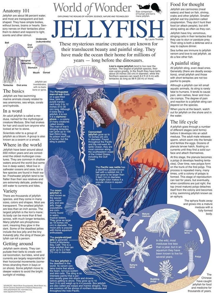 an article about jellyfish in the ocean