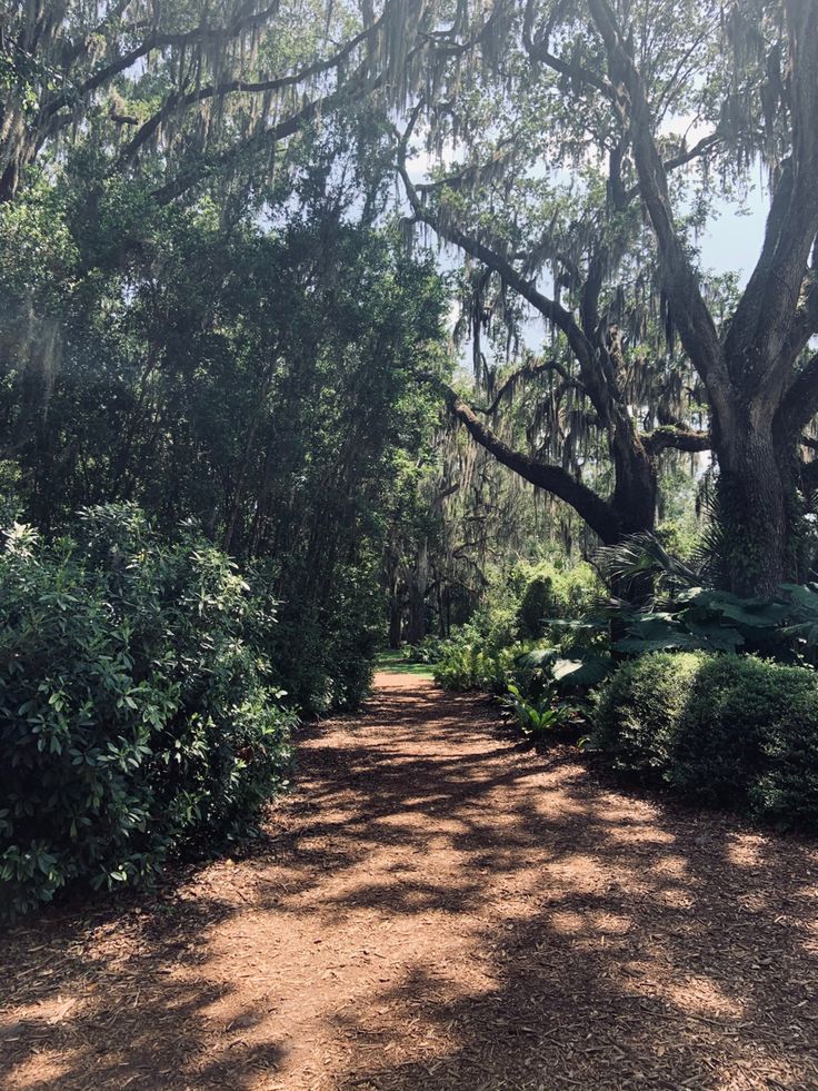 a dirt road surrounded by trees and bushes