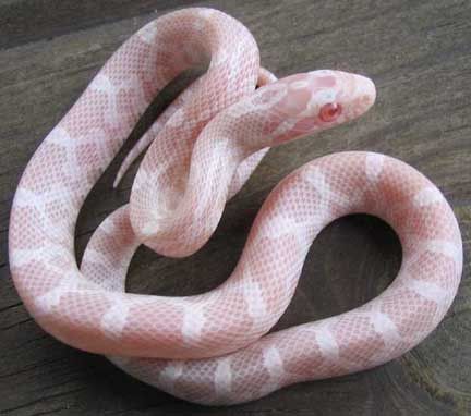 a pink snake is curled up on a wooden surface