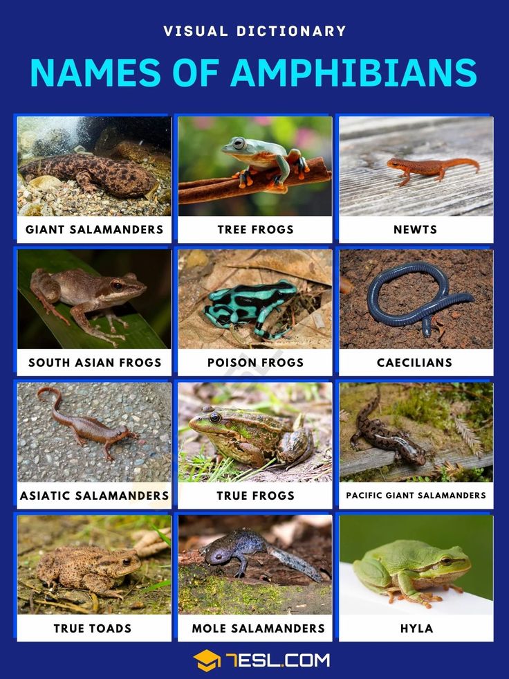 the names of amphibianns