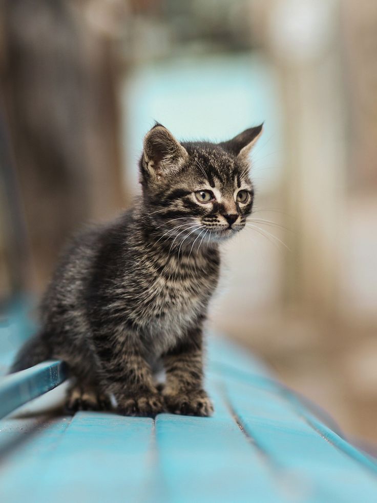 a small kitten sitting on top of a blue bench