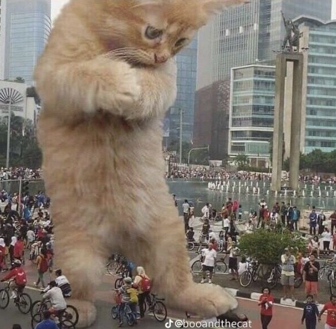 an orange cat standing on the back of a bicycle in front of a crowd of people