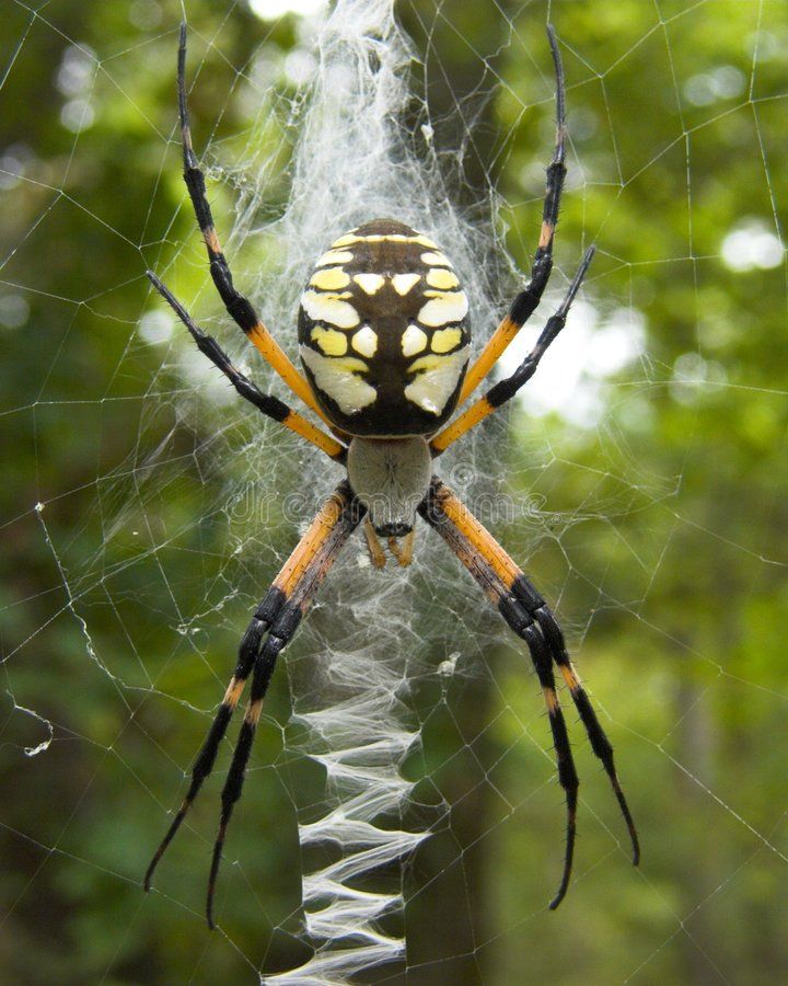 a yellow and black spider sitting on its web