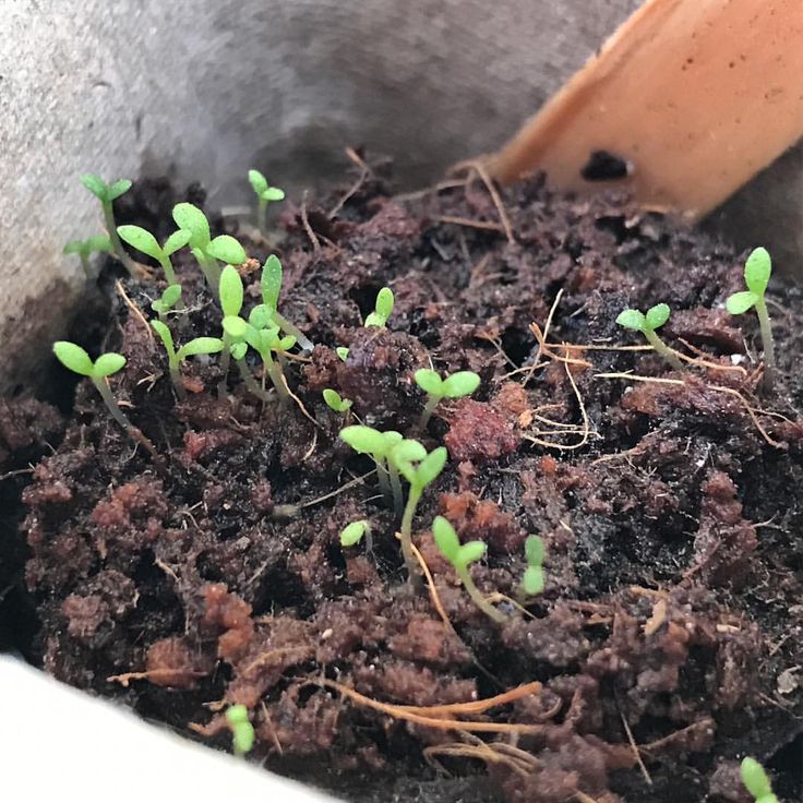 small plants sprouting from the soil in a pot