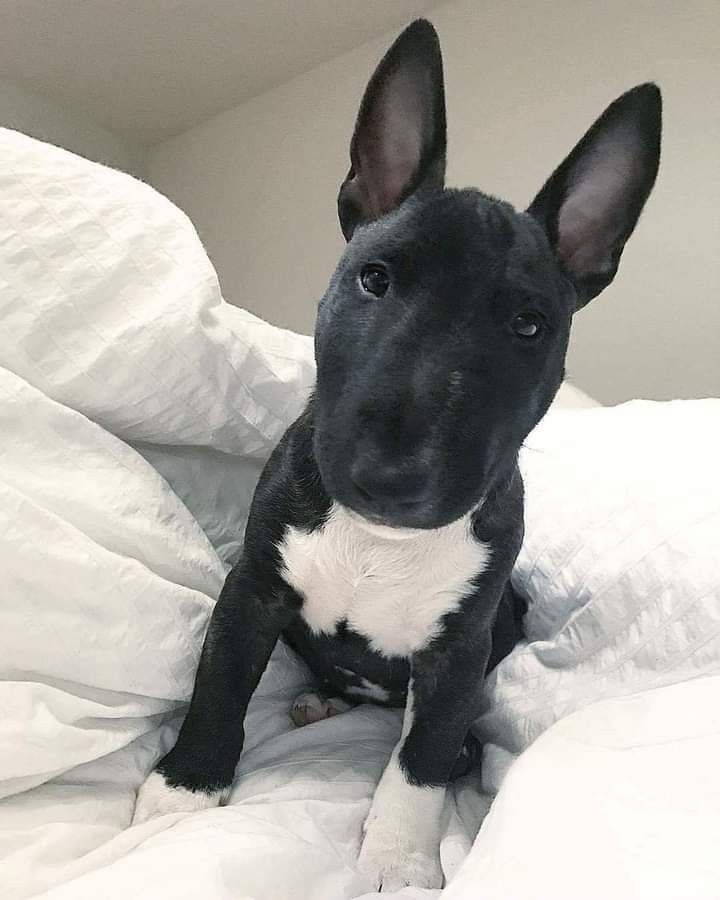 a black and white dog sitting on top of a bed