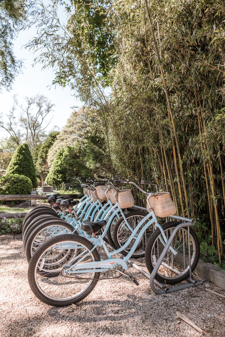 a row of blue bicycles parked next to each other in front of bamboo trees and bushes