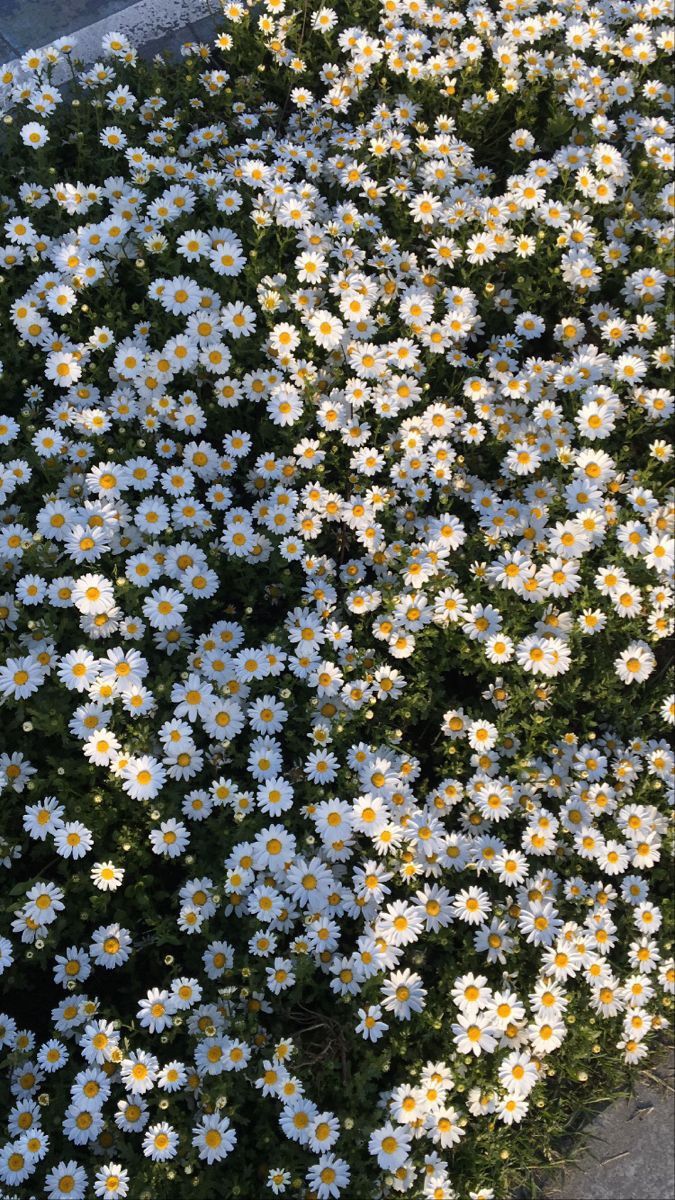 white and yellow flowers are growing in the ground