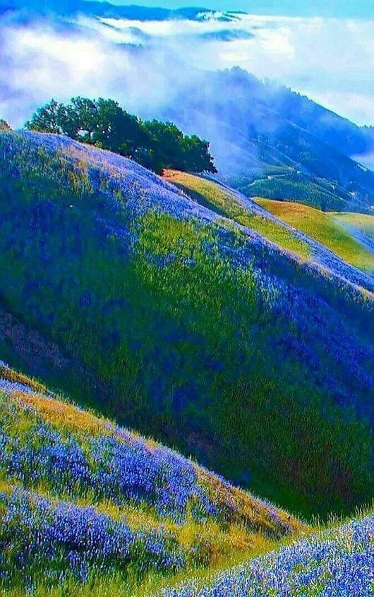 a painting of blue and yellow flowers on a hill with clouds in the sky above