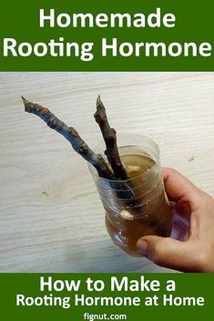 a person holding a cup with some kind of root in it and the words how to make a rooting hormone at home