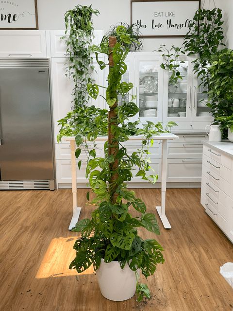 a potted plant in the middle of a kitchen with white cabinets and wooden floors