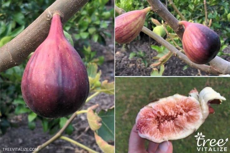 the fruit is growing on the tree and ready to be picked from it's branches