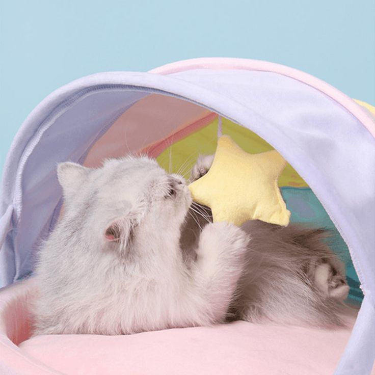 a small white cat laying inside of a pink bed with a yellow star on it