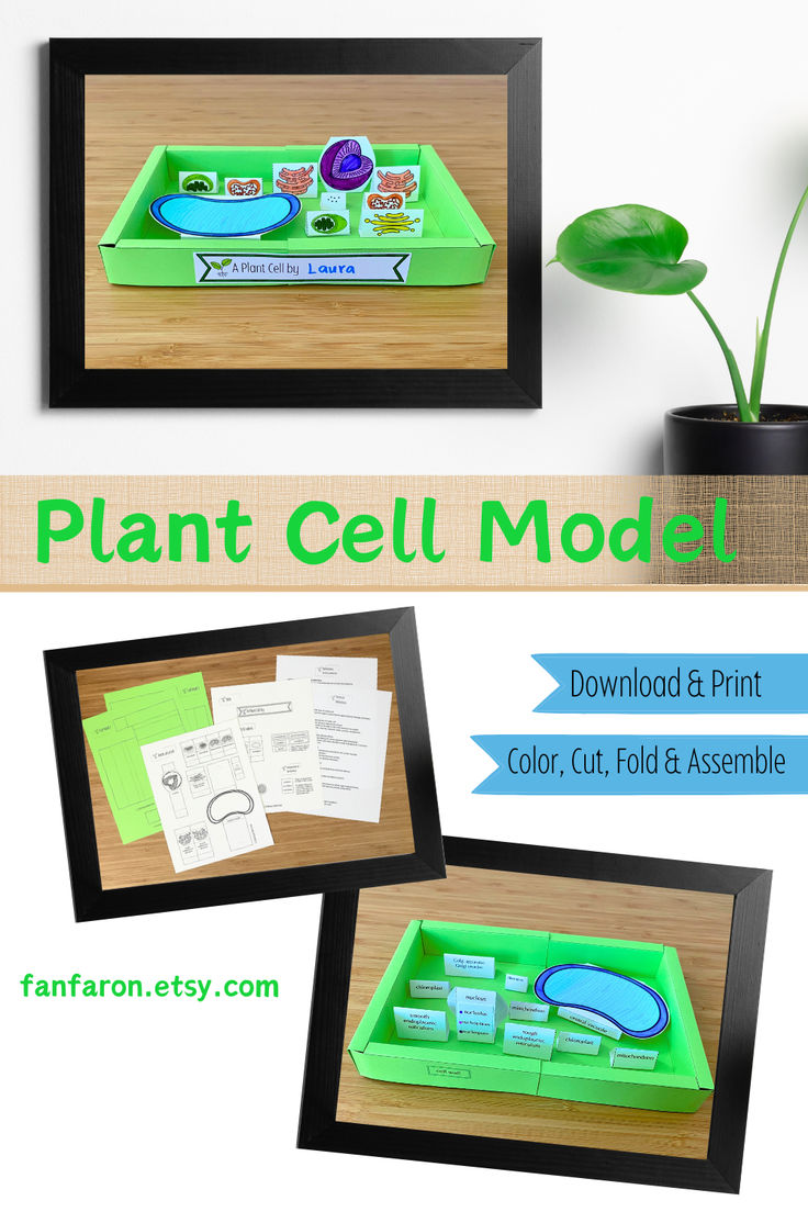 an image of a plant cell model with instructions on how to make it and print them