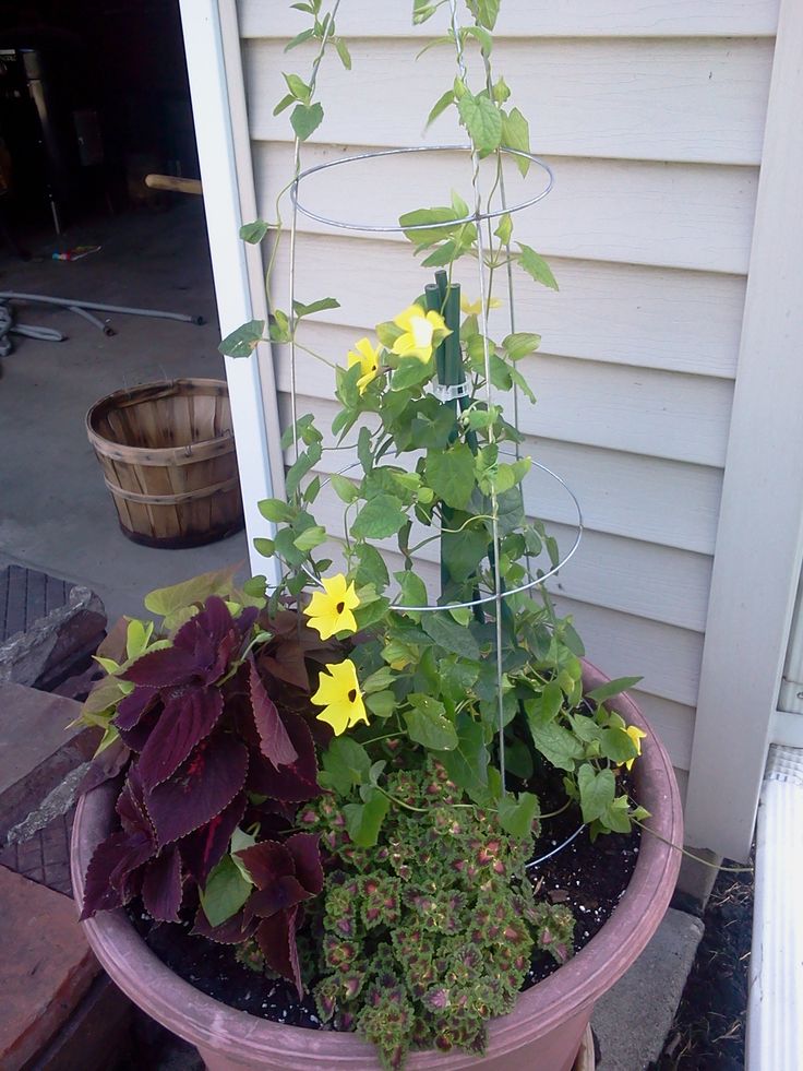 a potted plant with yellow flowers and green leaves on the side of a house