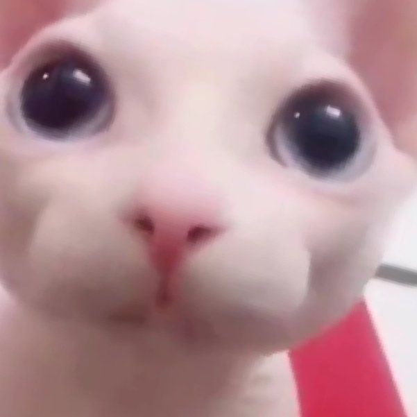 bingus | Cute hairless cat, Funny anime pics, Memes