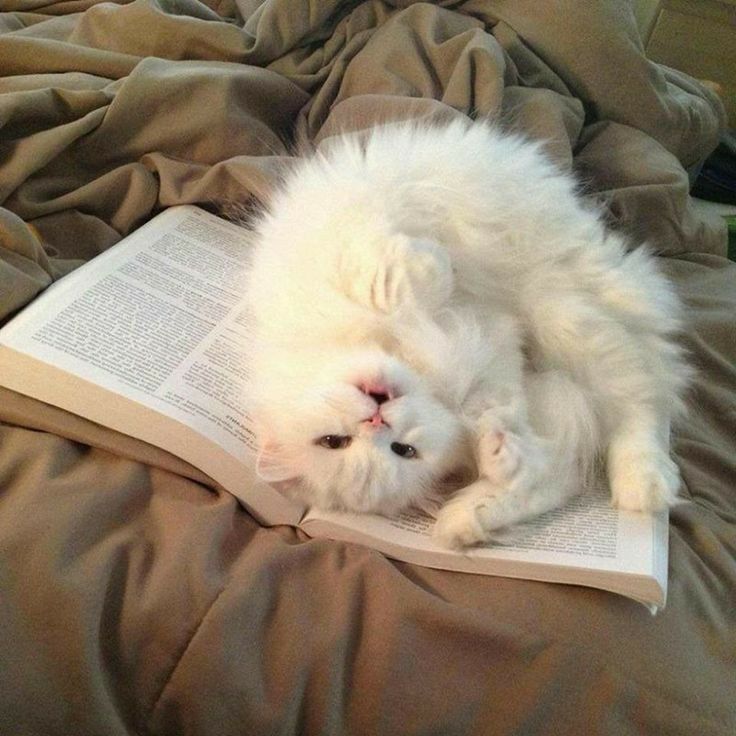 a white cat laying on top of an open book