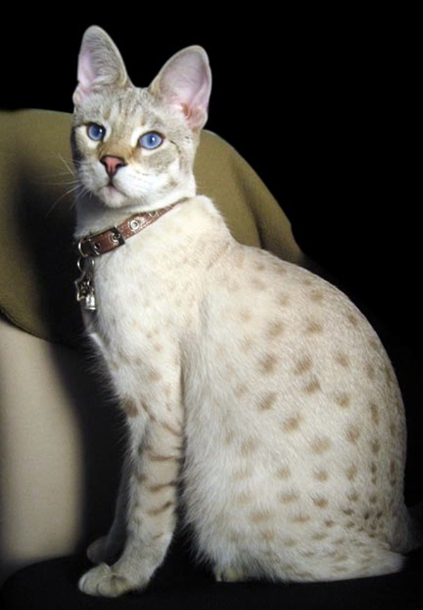 a white and brown cat sitting on top of a chair next to a black background