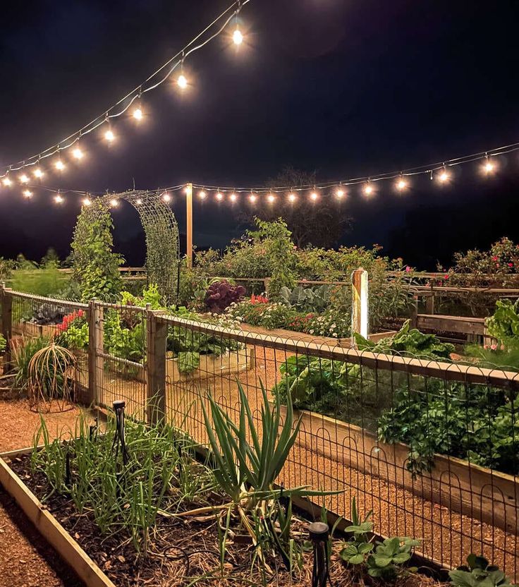 an outdoor vegetable garden at night with lights strung over the fence and plants in the foreground