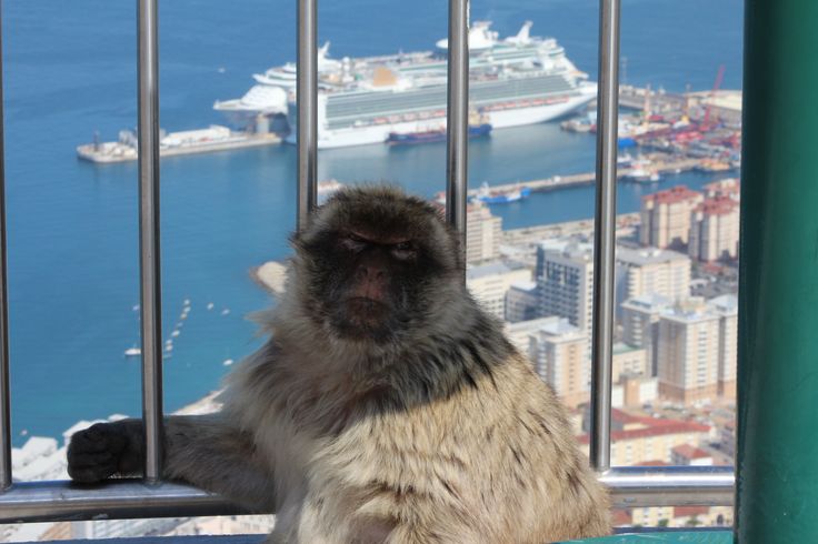 a monkey sitting on top of a metal fence next to a large body of water