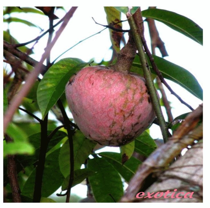 a pink fruit hanging from a tree with lots of green leaves and brown spots on it