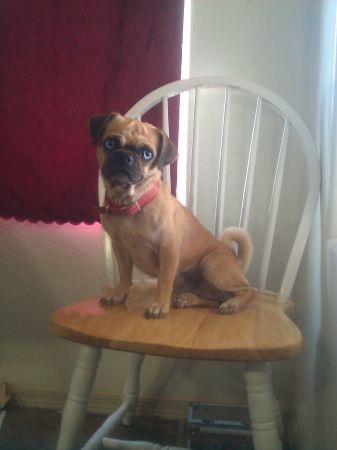 a small pug dog sitting on top of a wooden chair in front of a window