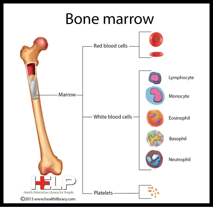 the bones are labeled with different types of bone marrows and their corresponding parts, including an