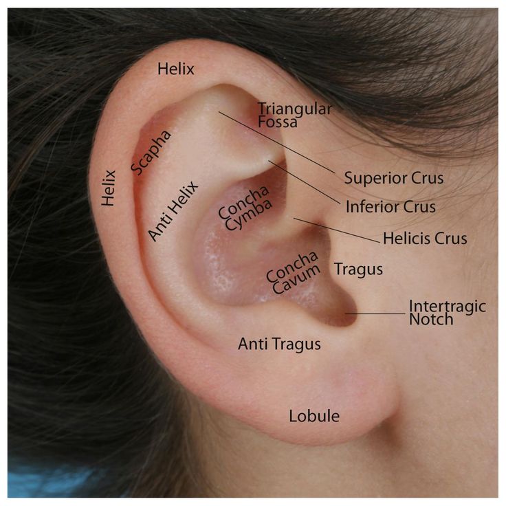 an ear labeled with all the parts labelled