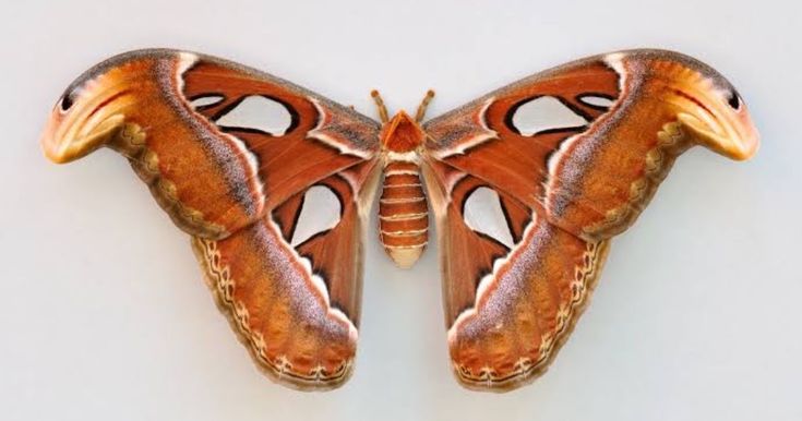 an orange and brown moth on a white background