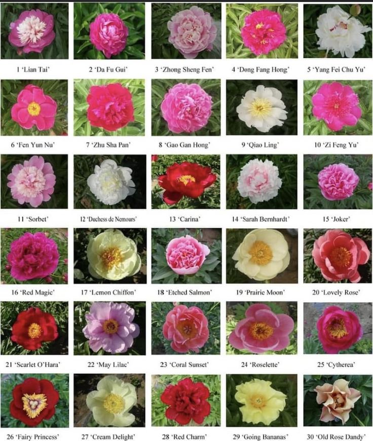 many different types of flowers are shown in this image, with the names and pictures below them