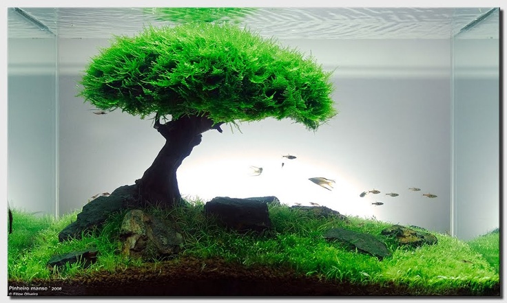 an aquarium filled with green plants and water