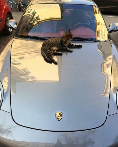 a cat laying on the hood of a sports car