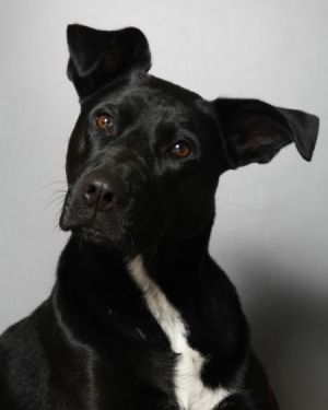 a black and white dog sitting on top of a floor next to a gray wall