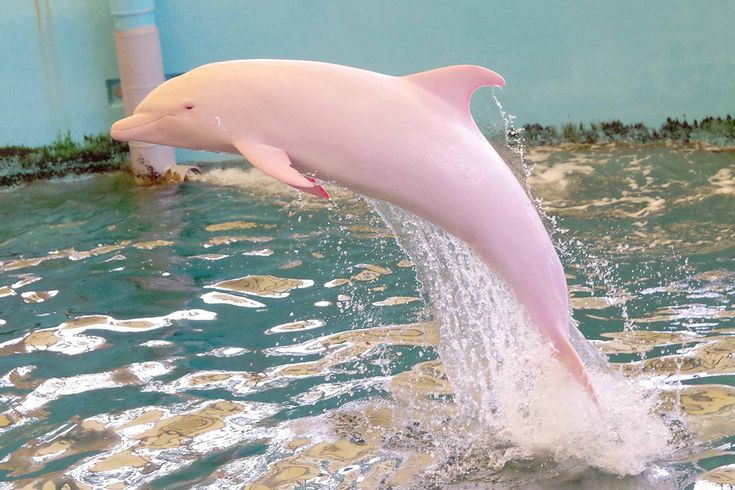 a pink dolphin jumping out of the water in an indoor swimming pool at a zoo