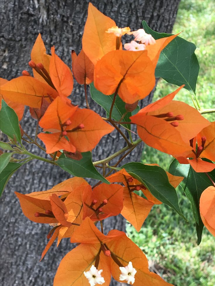 the orange flowers are blooming on the tree