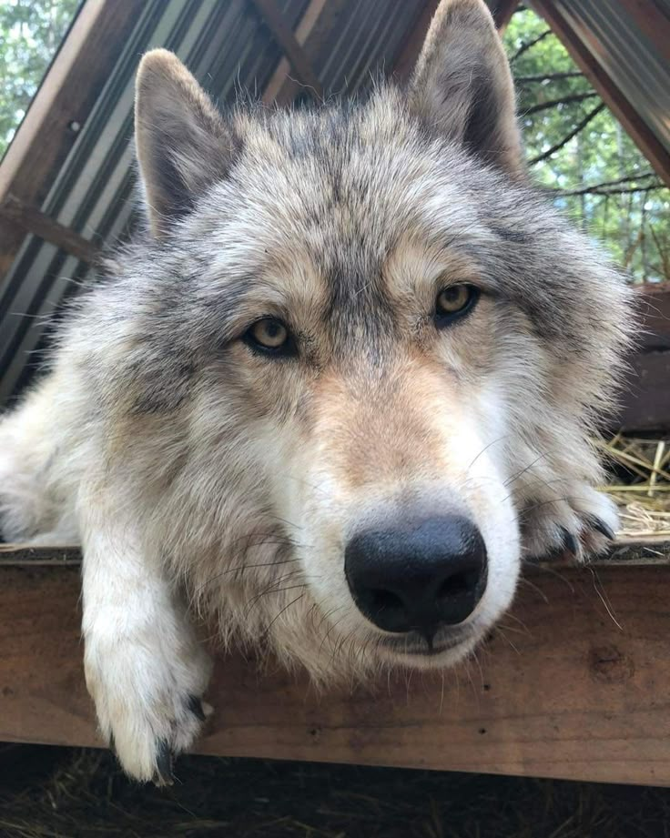 a wolf is laying down on some hay and looking at the camera with his eyes open