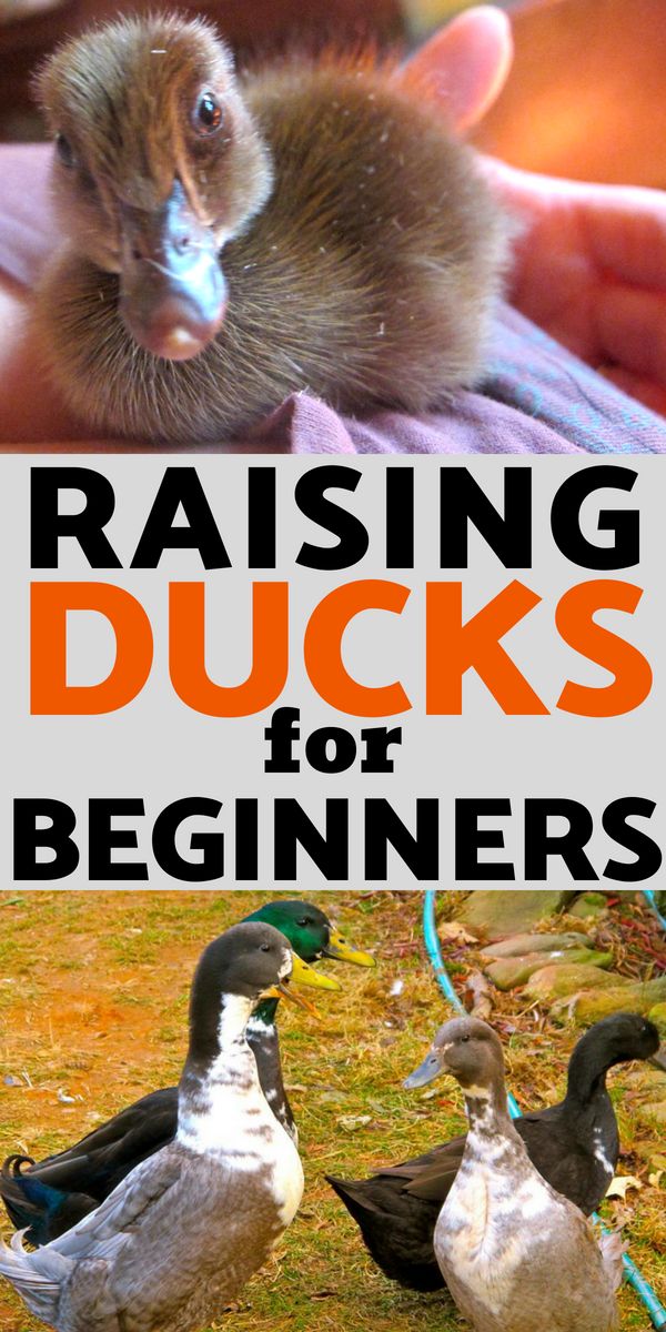 the cover of raising ducks for beginners, with an image of two ducks and one duck