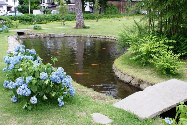 blue hydrangeas line the edge of a small pond