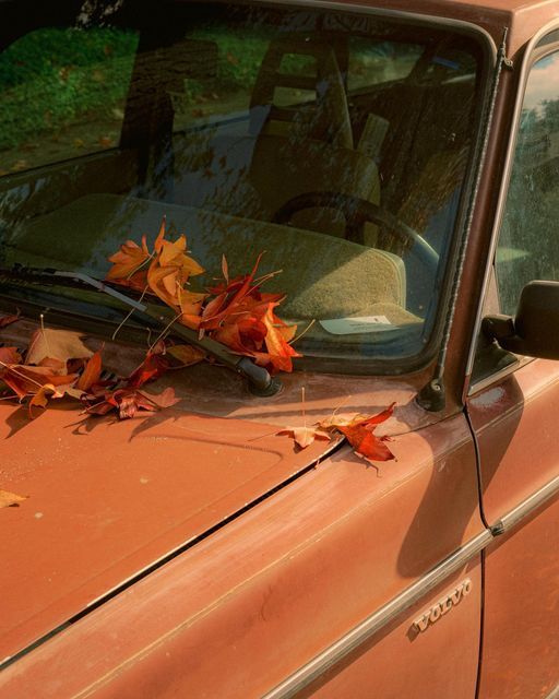 leaves on the hood of an old car