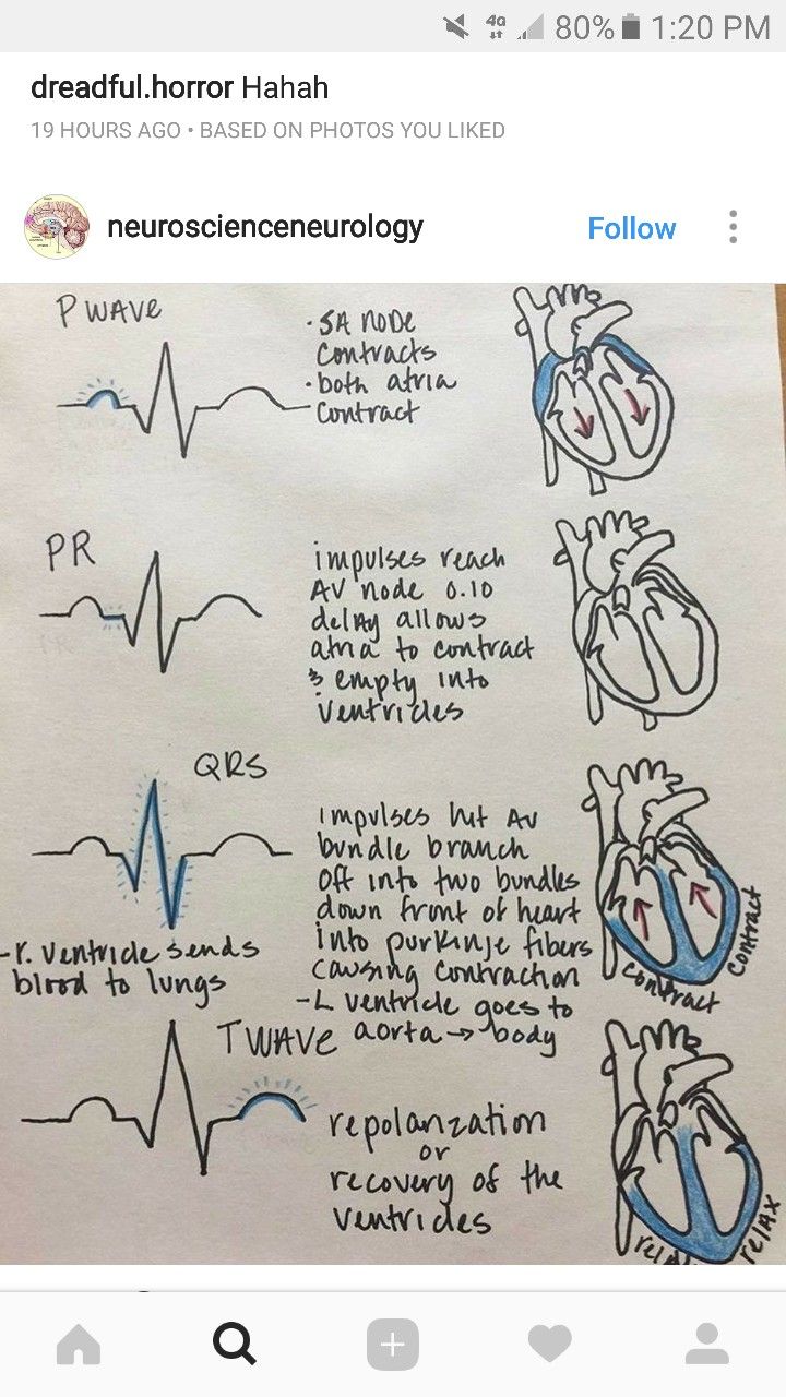 Cycle Phases, Cardiac Cycle, Nursing School Essential, Medical School Life, Nursing School Motivation, Nurse Study Notes, Nursing Student Tips, Medical Student Study, Nursing School Survival