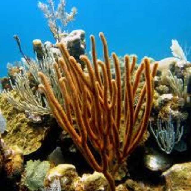 some corals and seaweed in the water